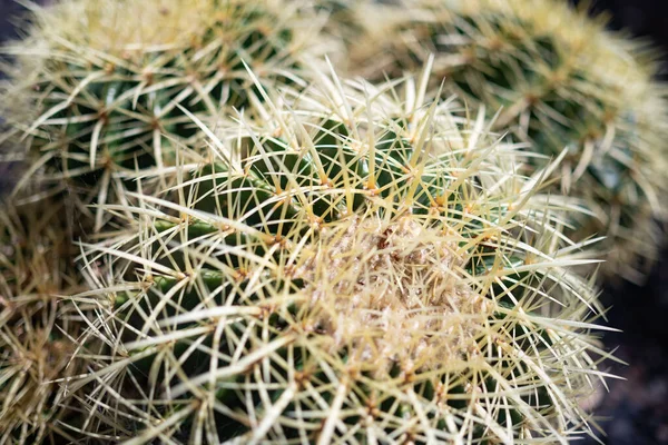 Többnyire Elmosódott Közelkép Arany Hordó Kaktusz Vagy Echinocactus Grusonii Hildm — Stock Fotó