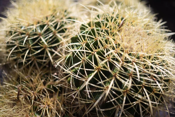 Mest Suddig Närbild Gyllene Fat Kaktus Eller Echinocactus Grusonii Hildm — Stockfoto
