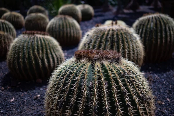 Többnyire Elmosódott Arany Hordó Kaktusz Vagy Echinocactus Grusonii Hildm Anyósülés — Stock Fotó