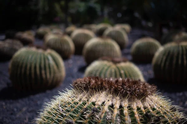 Többnyire Elmosódott Arany Hordó Kaktusz Vagy Echinocactus Grusonii Hildm Anyósülés — Stock Fotó