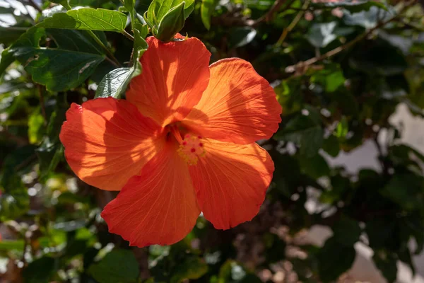 Mostly Blurred Closeup Hawaiian Hibiscus Orange Flower Chinese Rose Tropical — Stock Photo, Image