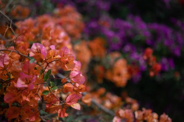 Розовый Фиолетовый Оранжевый Бугенвиллия Цветы Крупным Планом Экзотические Цветы Фон — стоковое фото