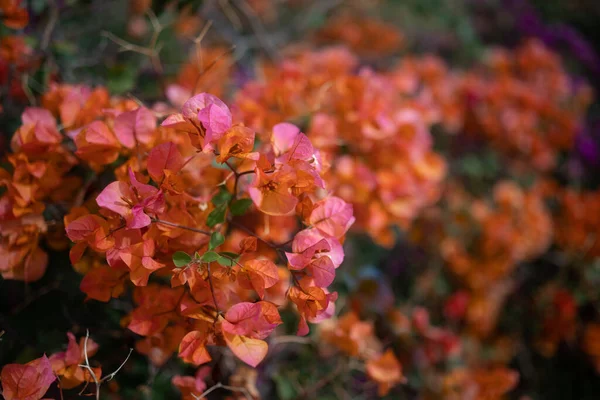 Bougainvillea Rosa Laranja Flores Closeup Fundo Flores Exóticas Flora Subtropical — Fotografia de Stock