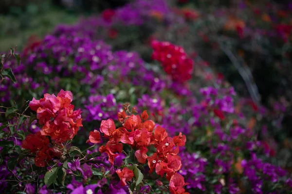 Розовые Фиолетовые Бугенвиллии Цветы Крупным Планом Экзотические Цветы Фон Субтропическая — стоковое фото