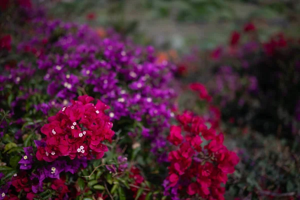 ピンクと紫のブーゲンビリアの花が閉じます エキゾチックな花の背景 テネリフェ島 カナリア諸島 スペインの亜熱帯植物 夏の自然壁紙 フクシアや紫色の花 — ストック写真