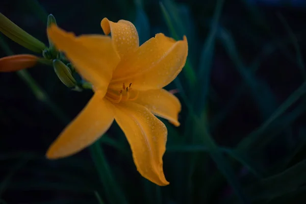 緑色の葉の背景に花弁に水の滴を持つ黄色のデイリリー 黄色の花の終わりに朝の露 ヘメロカリス リリオファソデルスの暗い写真 雨の後のユリ — ストック写真