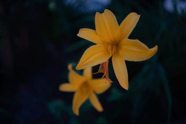 緑色の葉の背景に花弁に水の滴を持つ黄色のデイリリー 黄色の花の終わりに朝の露 ヘメロカリス リリオファソデルスの暗い写真 雨の後のユリ — ストック写真