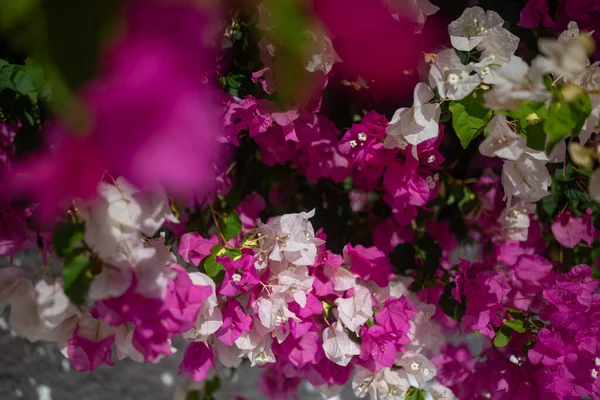 Pink and white bougainvillea flowers closeup. Miss universe type. Green leaves frame. White petals turning pink. Exotic flora of Tenerife, Canary islands, Spain. Summer nature wallpaper