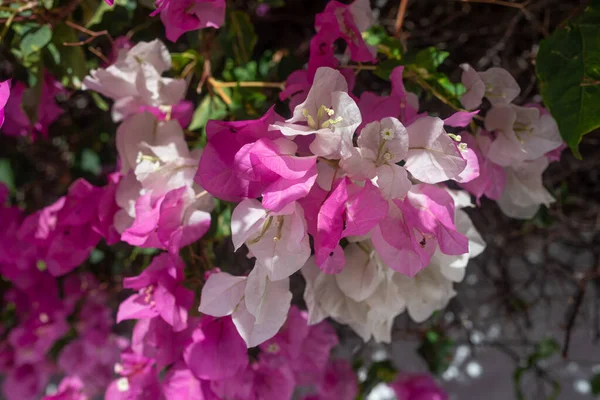 粉红和白花的特写 环球小姐类型 绿叶框架 白色花瓣变成了粉色 西班牙加那利群岛特内里费的外来植物区系 夏季自然壁纸 — 图库照片
