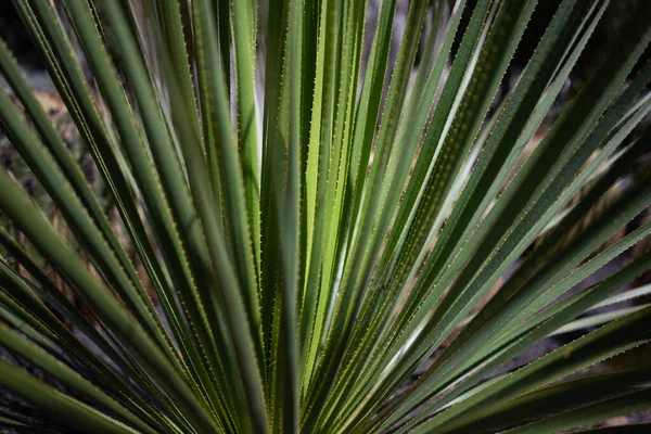 Mostly Blurred Long Green Leaves Prickles Sandpaper Sotol Summer Nature — Stock Photo, Image