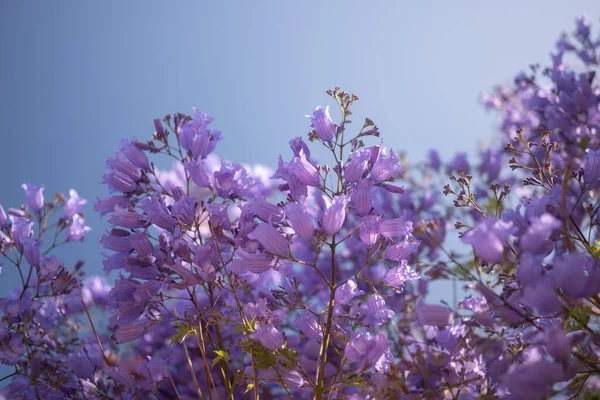Głównie Rozmazane Purpurowe Kwiaty Tło Niebieskim Niebem Jako Przestrzeń Kopiowania — Zdjęcie stockowe
