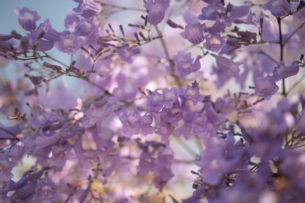 Głównie Rozmazane Purpurowe Kwiaty Tło Niebieskim Niebem Tyłu Egzotyczne Fioletowe — Zdjęcie stockowe