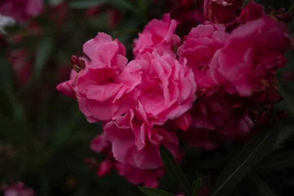 Κυρίως Θολό Ροζ Φόντο Λουλουδιών Μπρούνες Από Πικροδάφνη Άνθη Και — Φωτογραφία Αρχείου