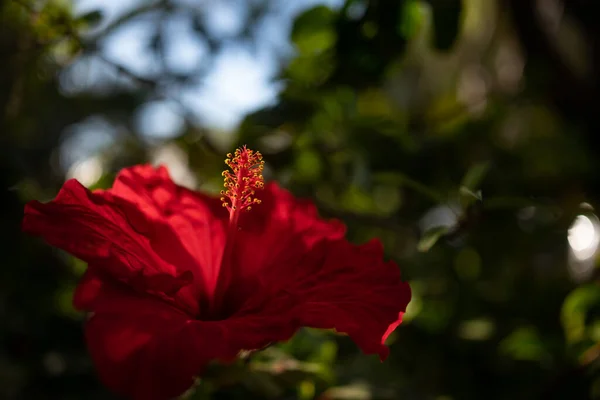在绿叶的背景上 红色的双折花芙蓉花大部分是模糊的 夏天的自然壁纸 灿烂的红花在黄金时段的特写 — 图库照片
