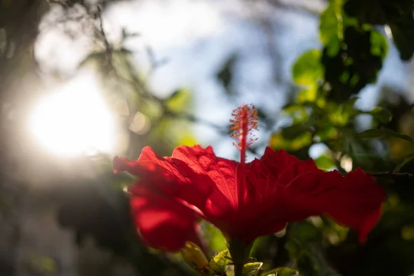 在绿叶的背景上 红色的双折花芙蓉花大部分是模糊的 夏天的自然壁纸 灿烂的红花在黄金时段的特写 — 图库照片