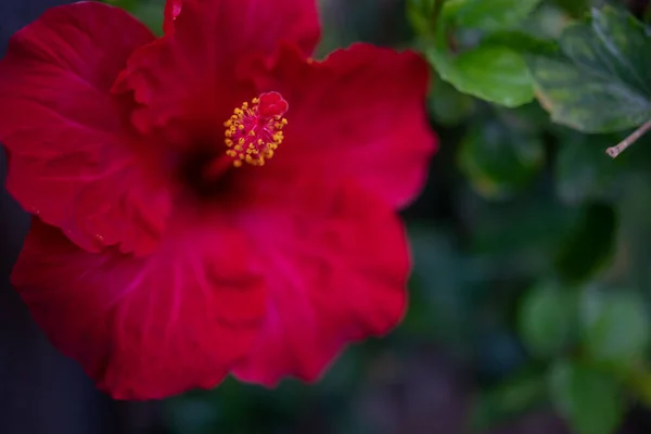 在绿叶的背景上 主要是淡红色的夏威夷芙蓉花 夏天的自然壁纸 在寒冷的夜光中 一朵红花的特写 — 图库照片