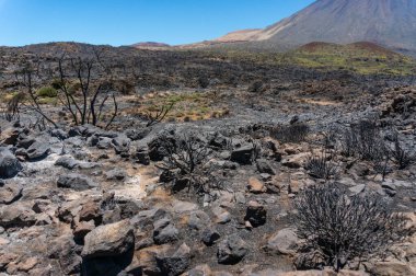 Nature after fire. Black burnt landscape of national park of Teide, Tenerife, Canary islands, Spain. Destroyed by wildfire shrubs and brunches. Volcanic rocks covered with ashes. Burnt branches clipart