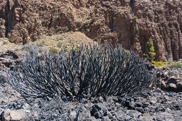 Nature Fire Black Burnt Landscape National Park Teide Tenerife Canary — Stock Photo, Image