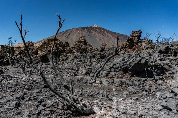 Yangından Sonra Doğa Teide Tenerife Kanarya Adaları Spanya Ulusal Parkının — Stok fotoğraf