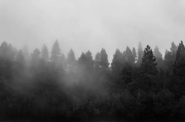 フォギーフォレスト 雲の中の松の木 霧の中のトリートップとミスティの森 劇的な風景写真 テネリフェ島 カナリア諸島 スペイン 森の中の雲 — ストック写真