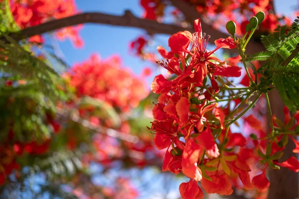 Flores Vermelhas Fundo Céu Azul Fecho Iluminado Sol Delonix Regia — Fotografia de Stock