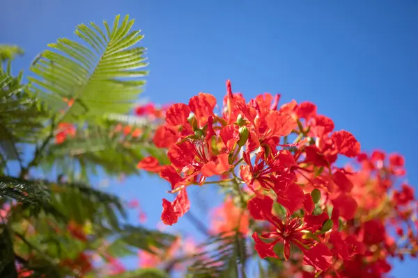 Flores Rojas Sobre Fondo Azul Del Cielo Primer Plano Iluminado — Foto de Stock