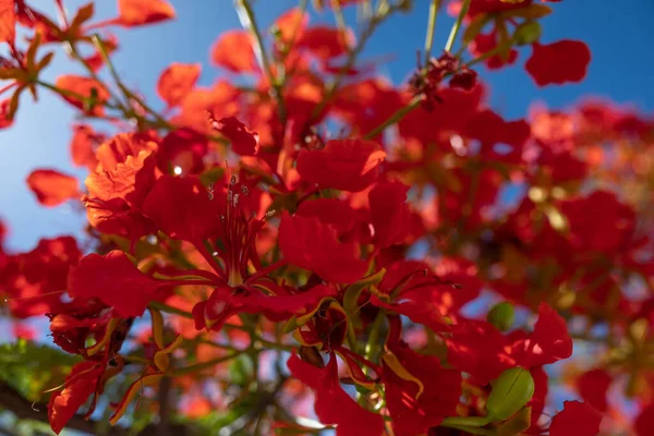 Czerwone Kwiaty Tle Niebieskiego Nieba Słoneczne Zbliżenie Delonix Regia Ozdobne — Zdjęcie stockowe