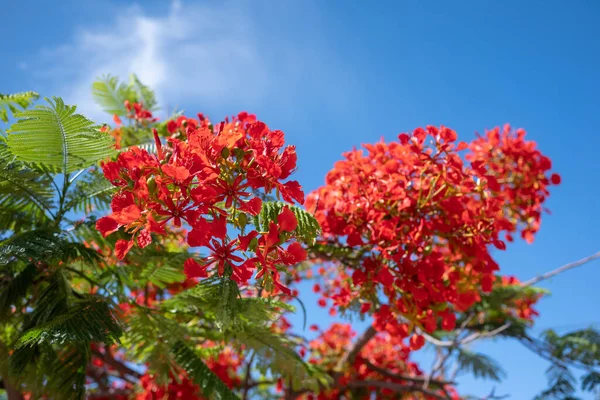 Flores Vermelhas Fundo Céu Azul Fecho Iluminado Sol Delonix Regia — Fotografia de Stock
