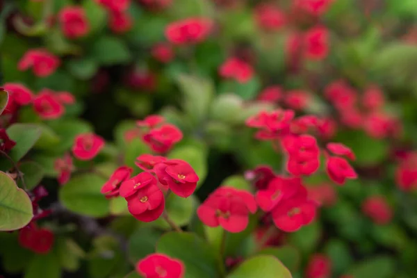 Czerwony Kwiat Tło Korony Cierni Lub Roślin Chrystusa Wśród Zielonych — Zdjęcie stockowe