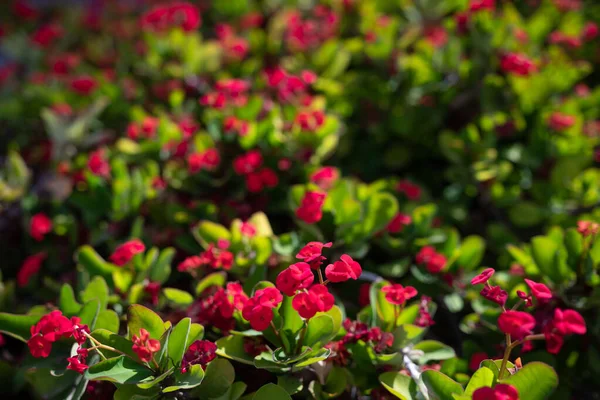 Czerwony Kwiat Tło Korony Cierni Lub Roślin Chrystusa Wśród Zielonych — Zdjęcie stockowe
