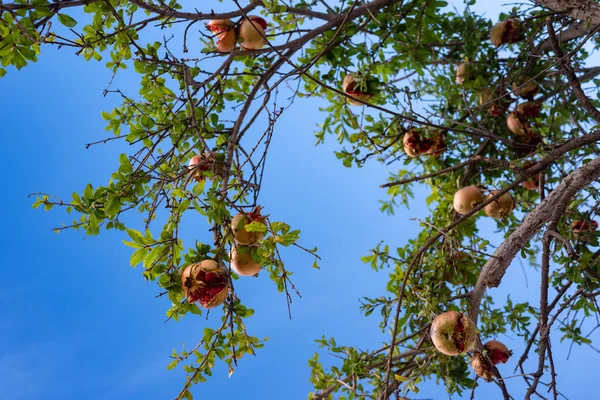 Ripe pomegranate fruits growing on a tree on blue sky background. Pomegranates cracked open with visible seeds. Rich harvest on branches. Autumn nature wallpaper with a pomegranate tree closeup