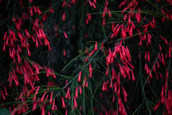 Czerwone Kwiaty Tle Ciemne Zdjęcie Petardy Letnia Tapeta Natury Dramatyczne — Zdjęcie stockowe