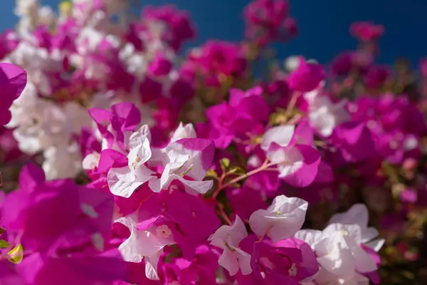 Flores Brancas Rosa Bougainvillea Fundo Azul Céu Dia Ensolarado Tipo — Fotografia de Stock