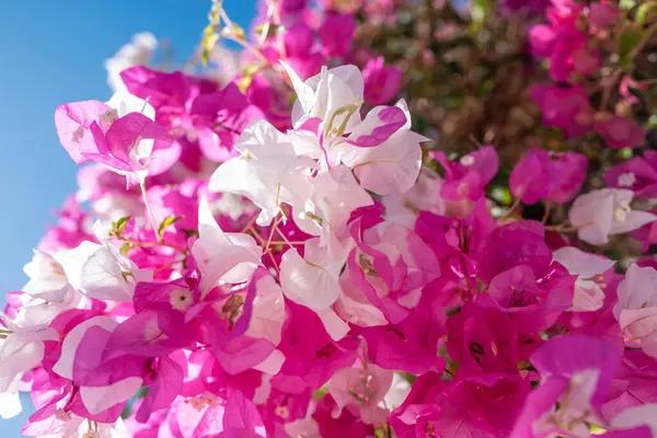 Flores Blancas Rosadas Buganvilla Sobre Fondo Azul Del Cielo Día — Foto de Stock