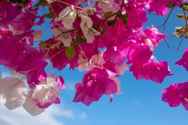 Fleurs Blanches Roses Bougainvilliers Sur Fond Bleu Ciel Par Une — Photo