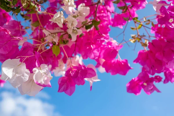 Flores Brancas Rosa Bougainvillea Fundo Azul Céu Dia Ensolarado Tipo — Fotografia de Stock