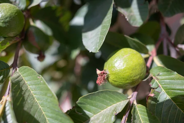 Guave Fruit Groeien Een Boomtak Tussen Groene Bladeren Psidium Guajava — Stockfoto