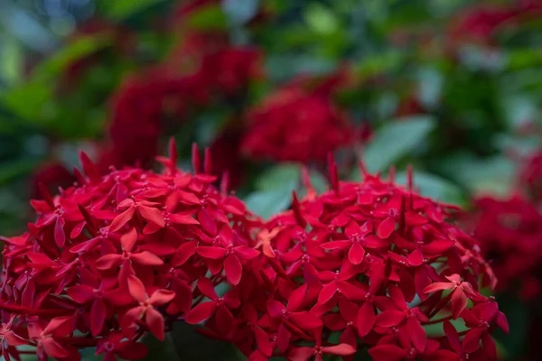 Red flowers on green leaves background. Close-up of large clusters of little red flowers of Ixora or West Indian jasmine. Tropical summer nature wallpaper. Big balls of Jungle flame or jungle geranium
