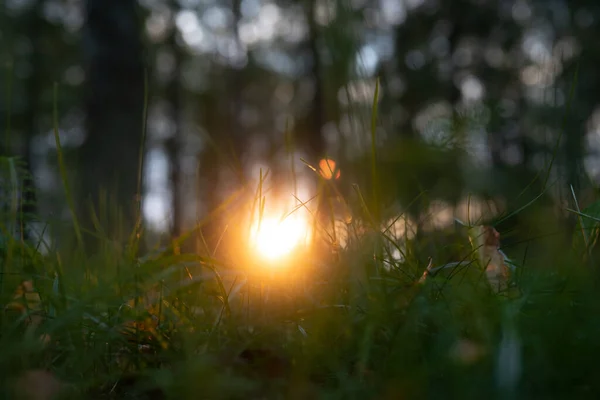 Sunset sun through green grass closeup on forest background with bokeh lights, selective focus. Warm light of orange sun Dark sunset photo. Evening summer nature wallpaper