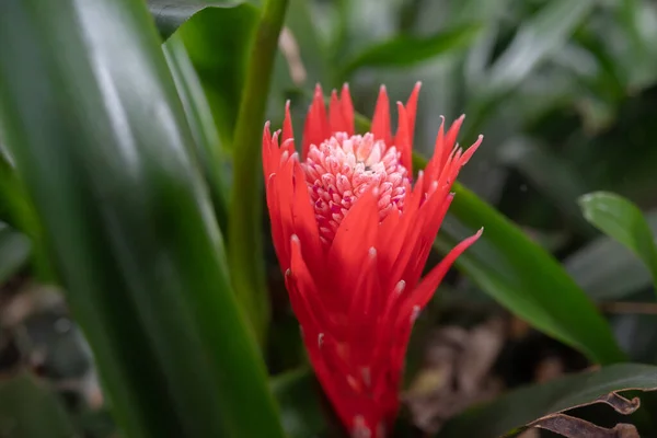 Exotic red flower on green leaves background. Close-up of foolproof plant or billbergia pyramidalis. Summer nature wallpaper. Bromeliad named flaming torch with brush-shaped flowers