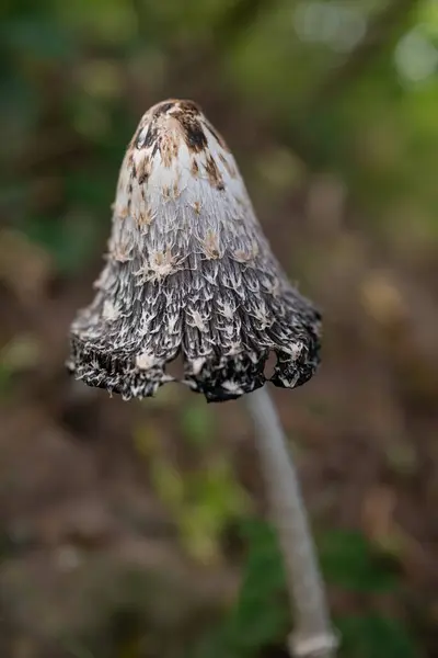 Shaggy Mane, shaggy ink cap or lawyers wig close-up. Vertical photo of an old mushroom on green grass, leaves and brown soil background. Coprinus comatus fungus. Autumn nature