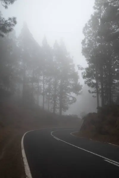 カーブのある霧の森の道 パインとの美しい自然の背景 ミスティック ウッド 未知の未来と旅の概念 — ストック写真