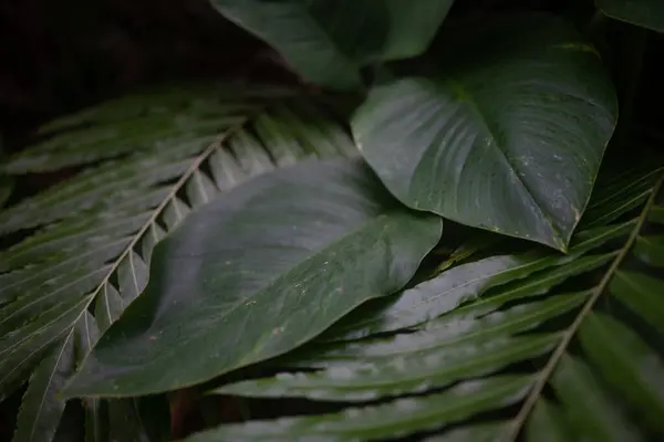 Tropical leaves background. Closeup of giant sword fern and heartleaf philodendron foliage. Dark photo. Summer nature wallpaper