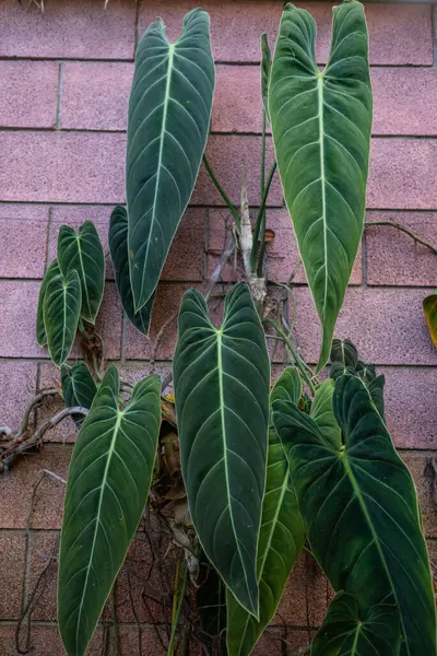 Long green leaves of black-gold philodendron on red brick wall background. White veins on dark green leaves of philodendron melanochrysum Linden and Andre. Exotic plant in a botanical garden