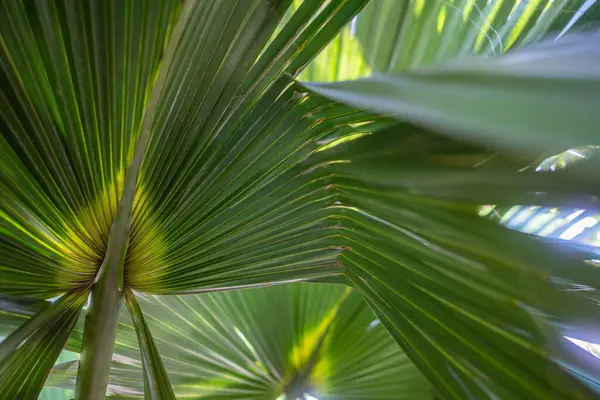 Green palm leaf background. Close-up of a mexican fan palm foliage. Fanning stripes. Abstract botanical backdrop. A few palm leaves and a bit of sky behind. A sunny day