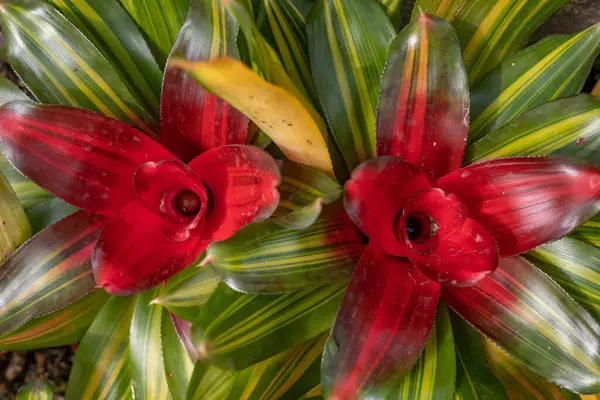 Green and red leaves background of blushing bromeliad. Flower-like red rosette collecting water. Tropical summer nature wallpaper. neoregelia carolinae close-up