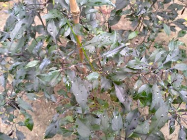 Bangladeş 'teki köy doğa ağacı, ağaç, mavi gökyüzü, ormandaki güzel ağaçlar.