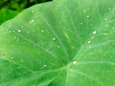 Bangladeş 'teki köy doğa ağacı, ağaç, mavi gökyüzü, ormandaki güzel ağaçlar.