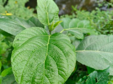 Bangladeş 'teki köy doğa ağacı, ağaç, mavi gökyüzü, ormandaki güzel ağaçlar.
