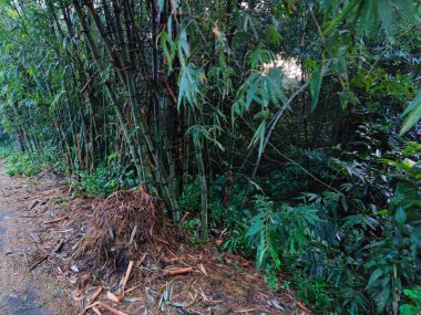 Bangladeş 'teki köy doğa ağacı, ağaç, mavi gökyüzü, ormandaki güzel ağaçlar.